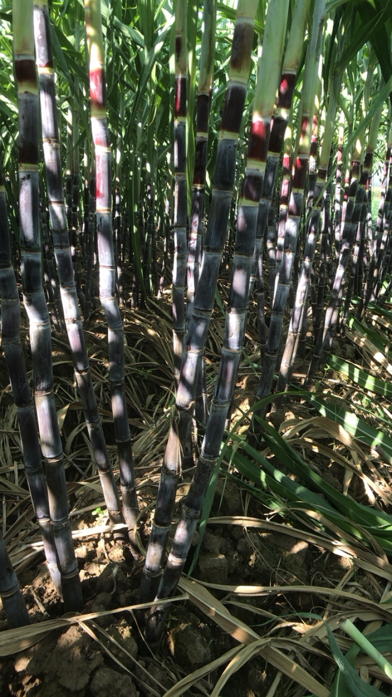 黑皮甘蔗上市中自家种植，支持线下交易