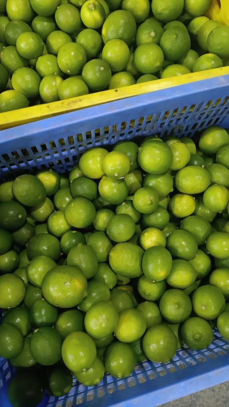 广西无籽青柠檬每天现摘现发一年四季