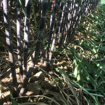 黑皮甘蔗大量上市中自家种植