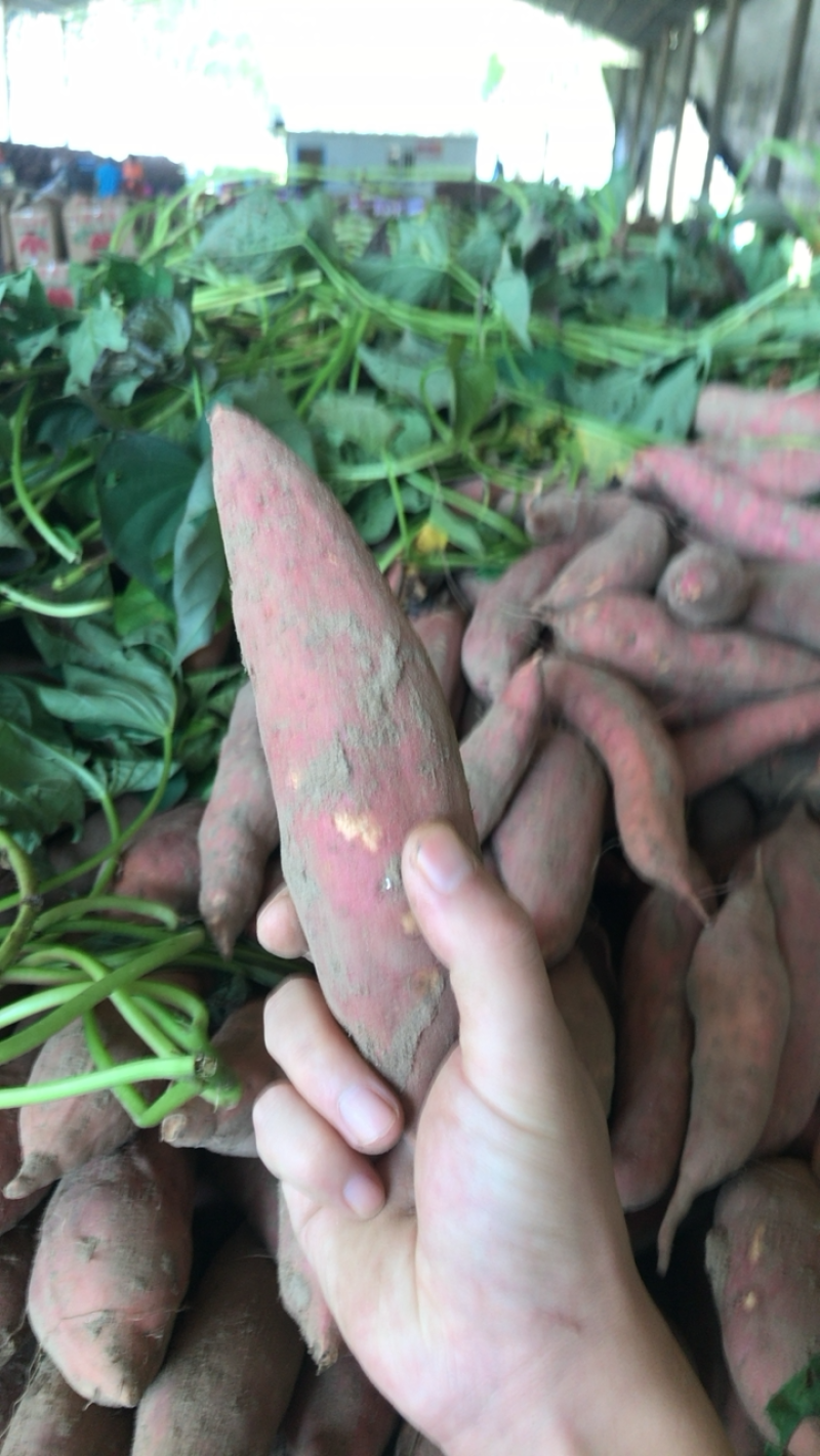 山东潍坊昌邑西瓜红蜜薯