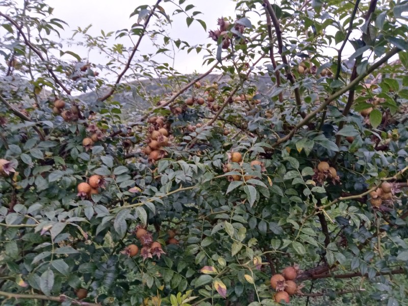 无籽金刺梨