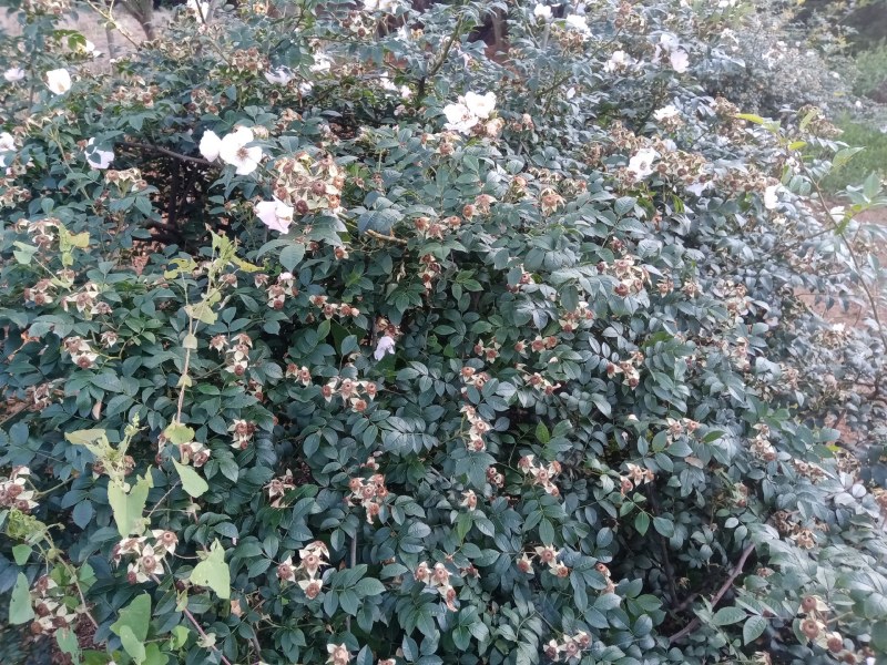 无籽金刺梨