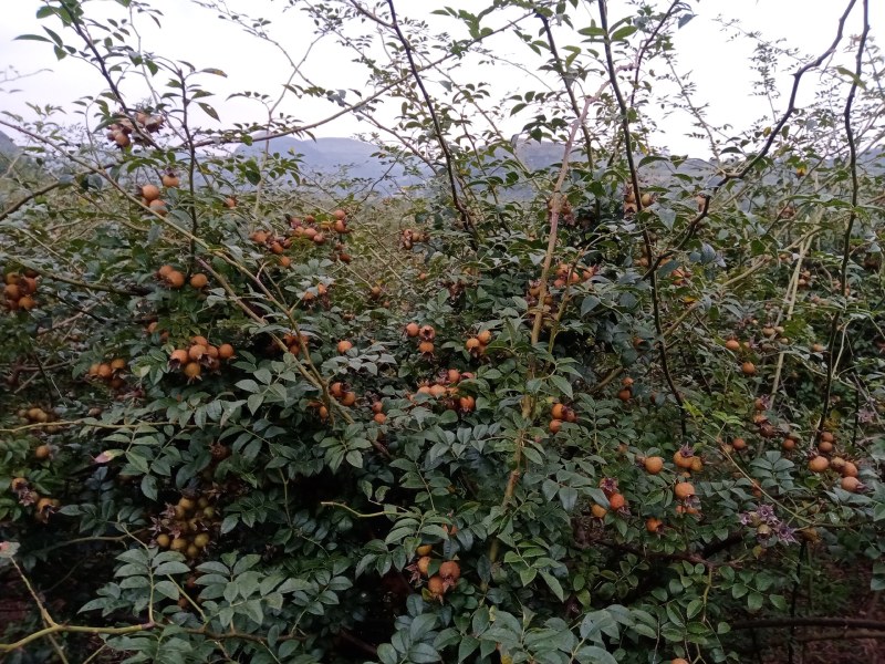 无籽金刺梨