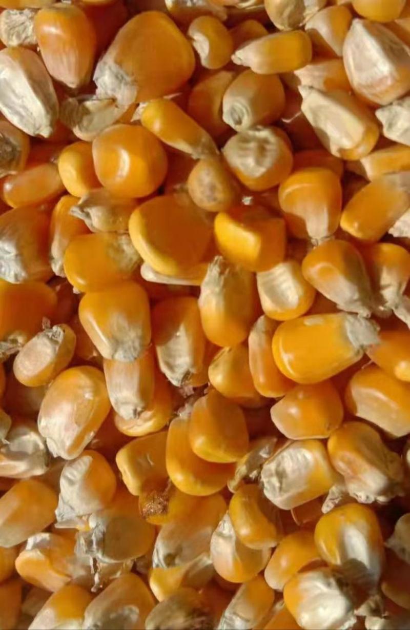 玉米玉米大量上市中，物美价廉，产地直发品质保证。