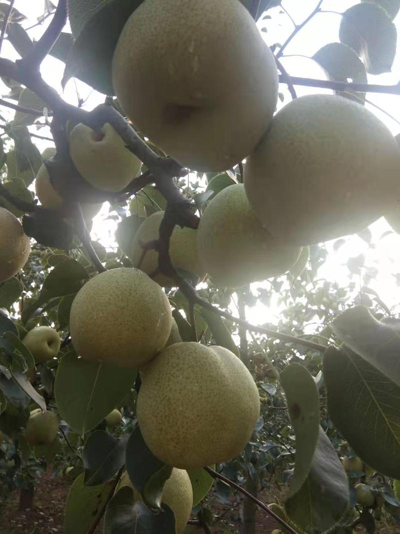 酥梨原产地酥梨常年供货保质保量大量供货，