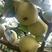 酥梨原产地酥梨常年供货保质保量大量供货，