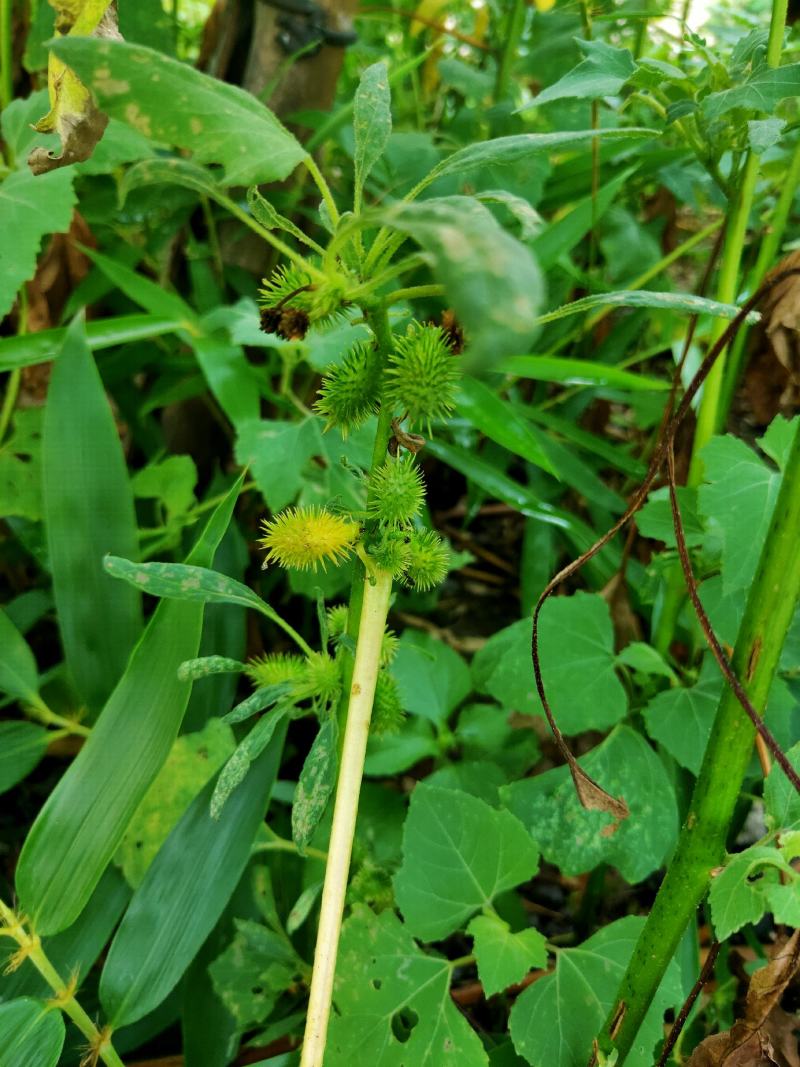 苍耳子