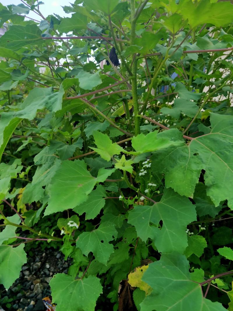 苍耳子