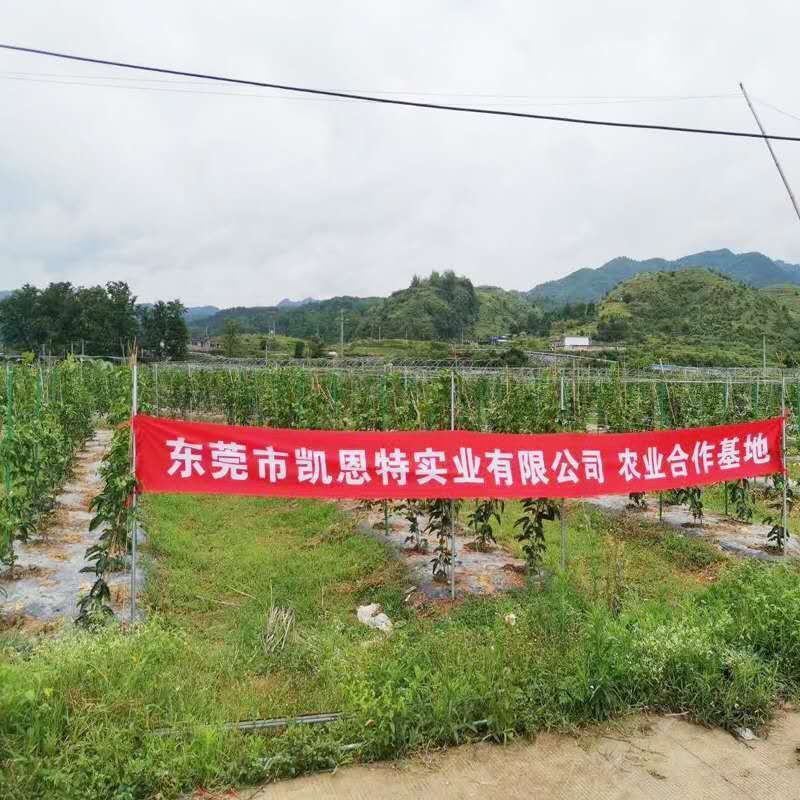 玻璃纤维管小拱棚杆支架竹竿水泥立柱替代品玻璃纤维杆