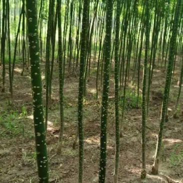 国槐小苗2公分国槐3公分国槐至5公分国槐