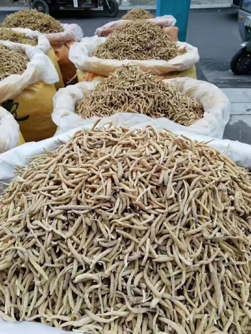 太子参