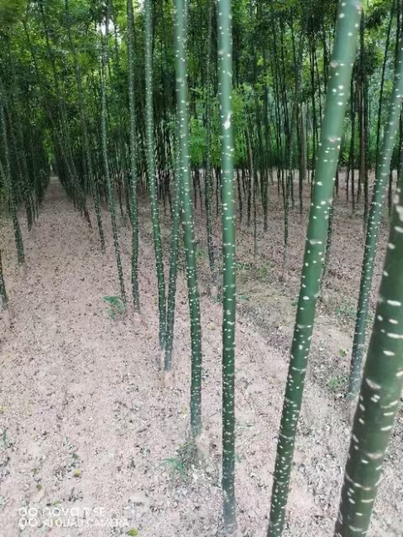 八公分国槐，十公分国槐，十二公分国槐苗圃清地