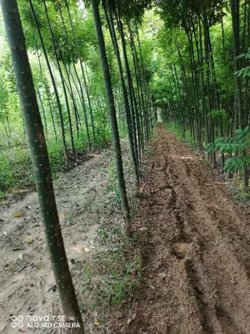 八公分国槐，十公分国槐，十二公分国槐苗圃清地