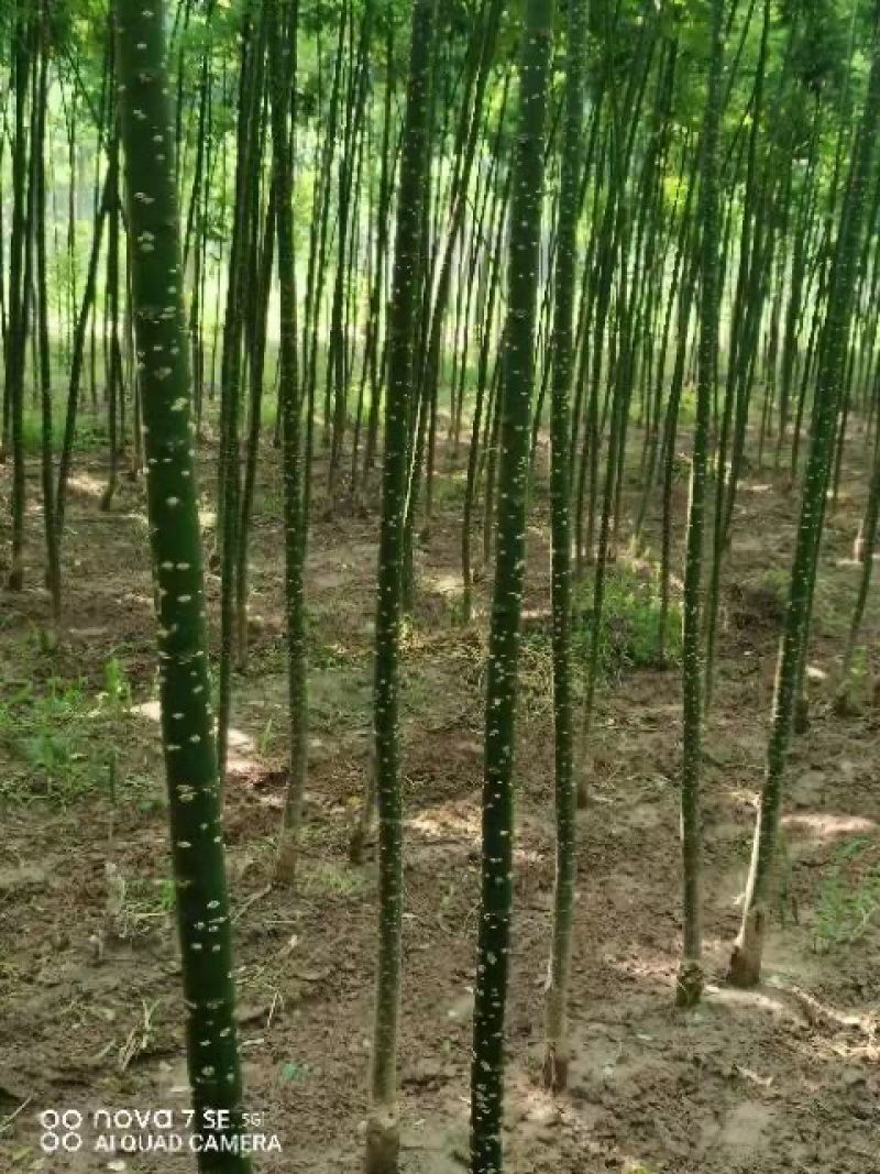 八公分国槐，十公分国槐，十二公分国槐苗圃清地