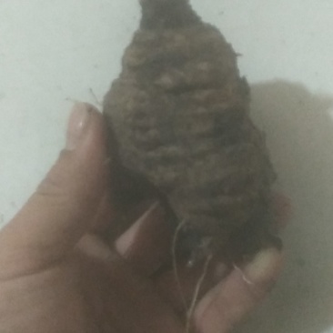 野生山胡罗卜，又名臭乌龟