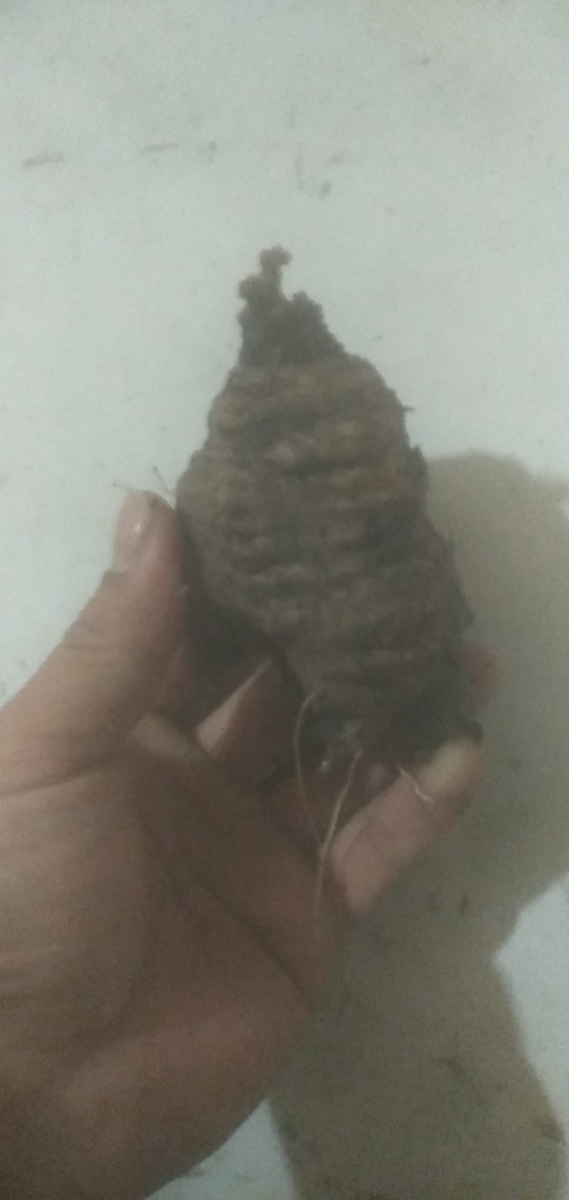 野生山胡罗卜，又名臭乌龟
