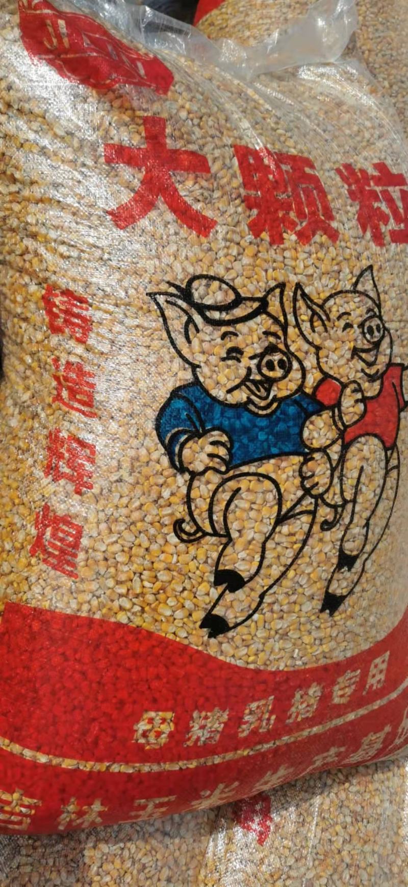 玉米除杂精品玉米，颗粒饱满，产地直发量大价优。