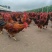 土鸡，公鸡，红玉公鸡，380公鸡，土公鸡，散文土公鸡。
