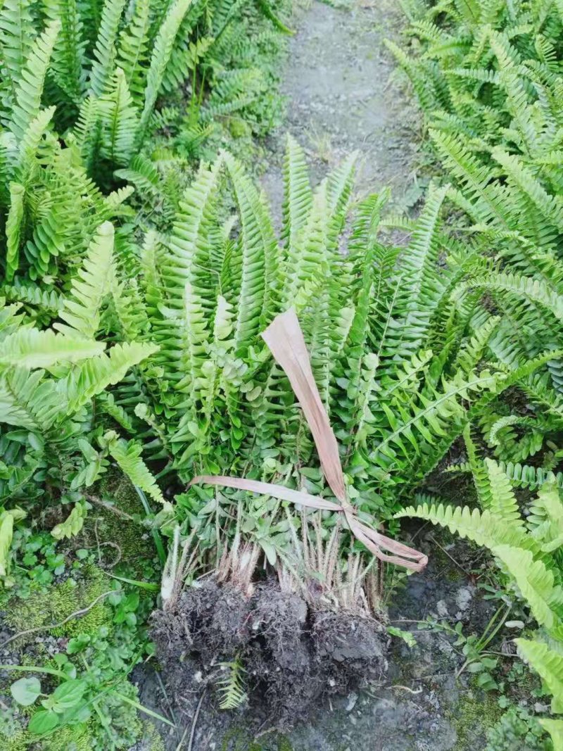 肾厥/排骨草