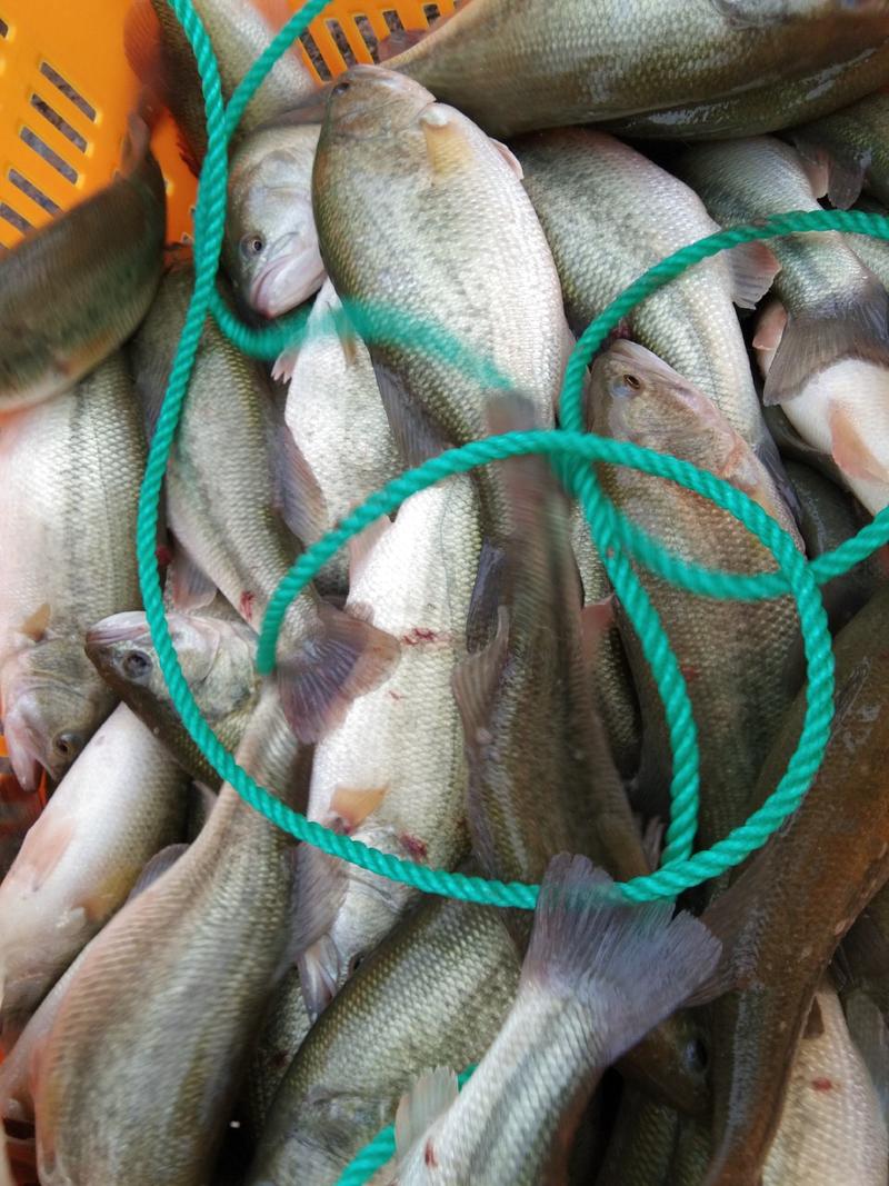 鲈鱼水产批发，3两到1.3斤淡水养殖电话咨询