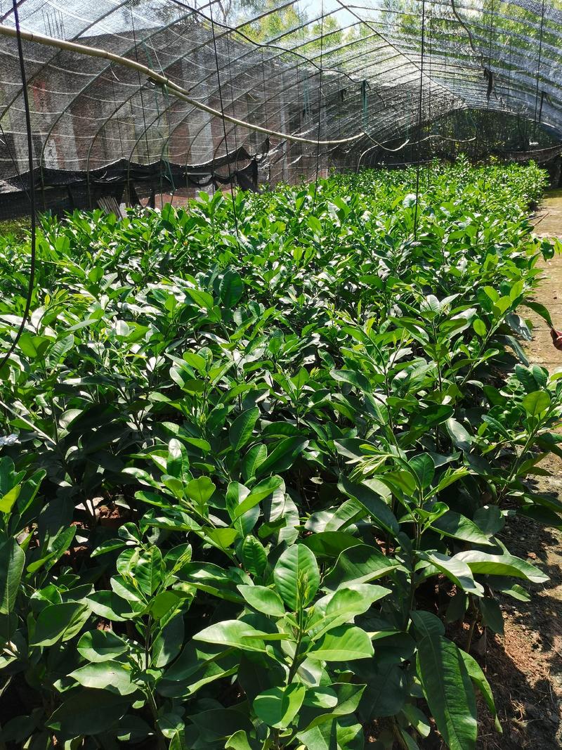 泰国红宝石青柚苗基地现货免费提供种植管理技术欢迎来参考