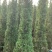 大量出售各种规格塔柏价格美丽货源充足