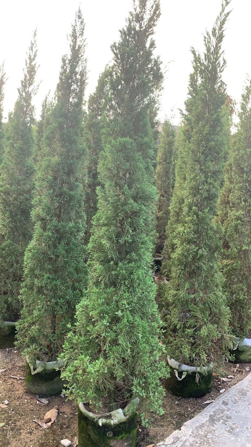大量出售各种规格塔柏价格美丽货源充足