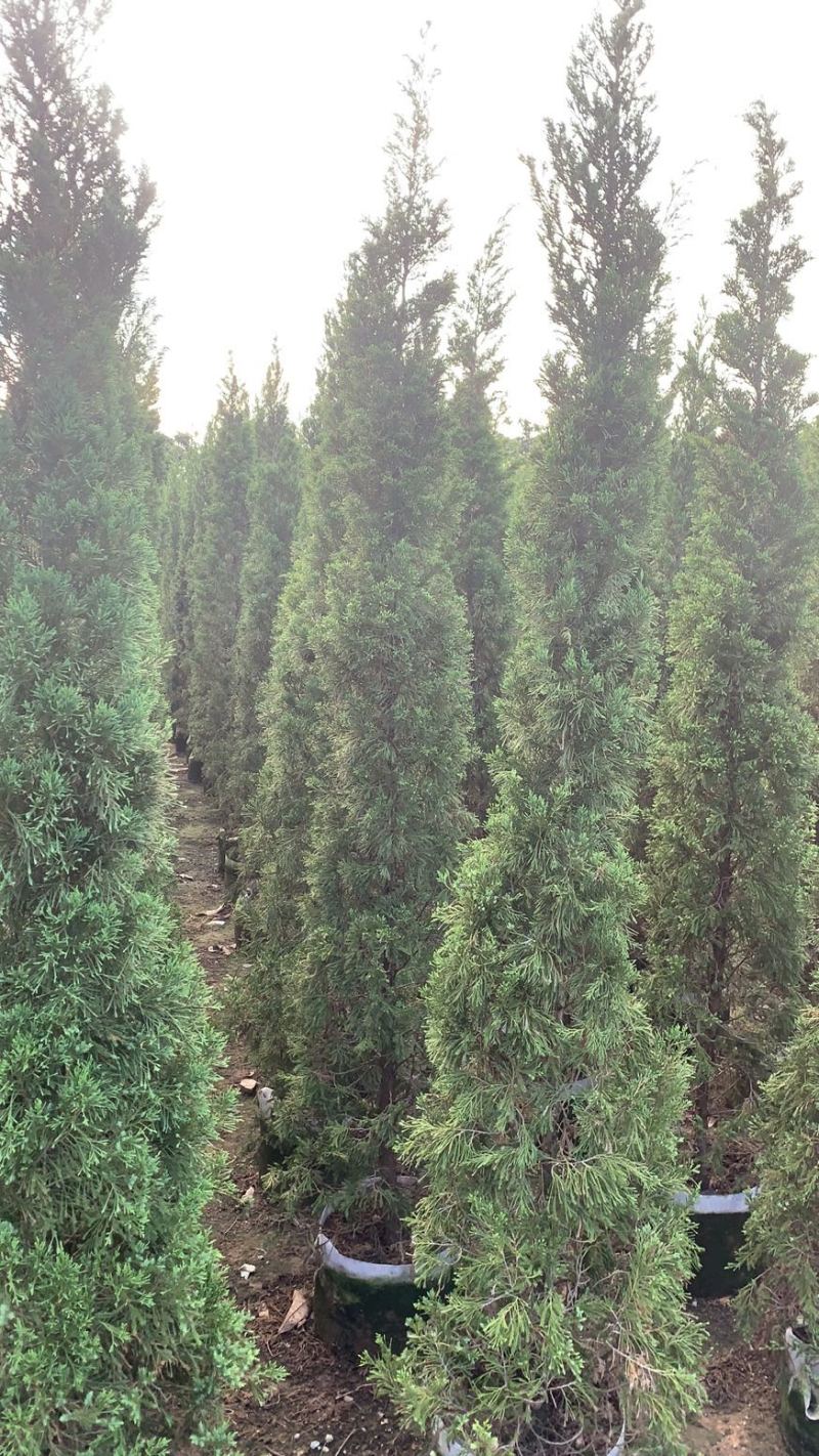 大量出售各种规格塔柏价格美丽货源充足