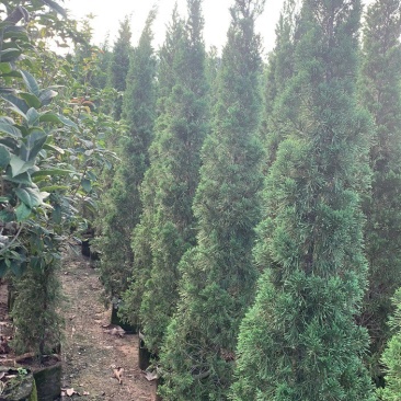 大量出售各种规格塔柏价格美丽货源充足