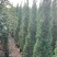 大量出售各种规格塔柏价格美丽货源充足