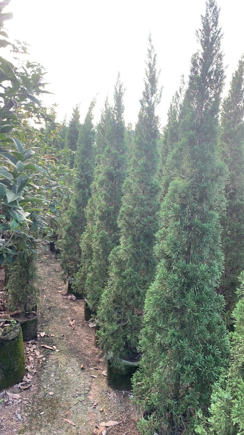 大量出售各种规格塔柏价格美丽货源充足