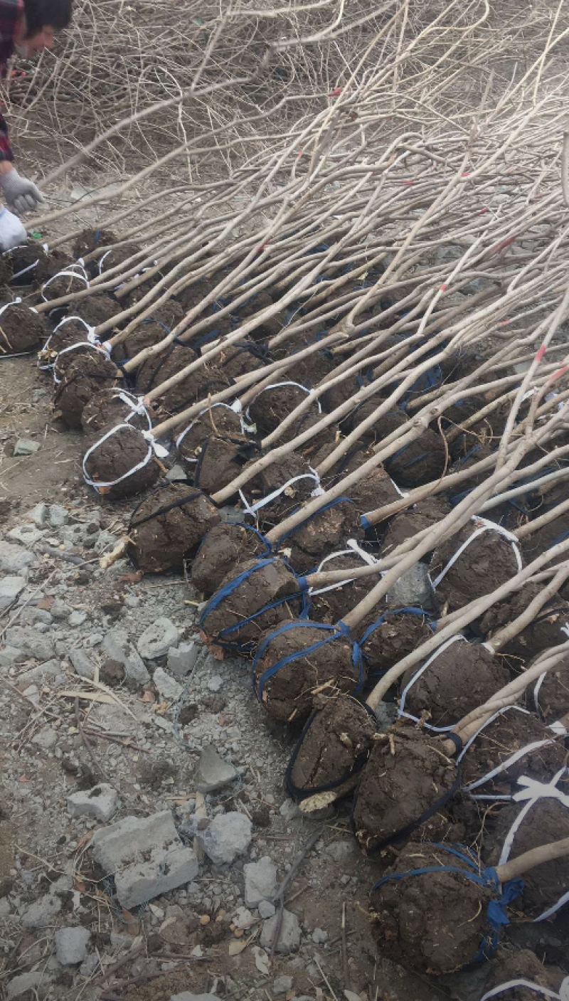紫藤2/4/5/6/8公分规格齐全大量出售自家苗圃一手货