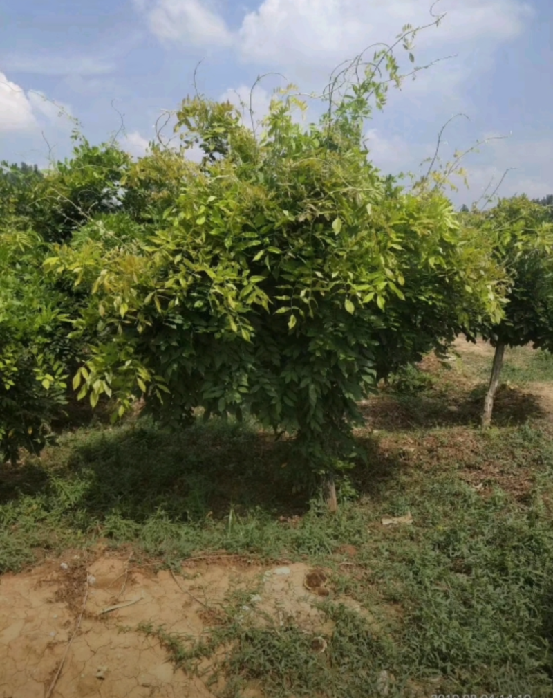 紫藤2/4/5/6/8公分规格齐全大量出售自家苗圃一手货