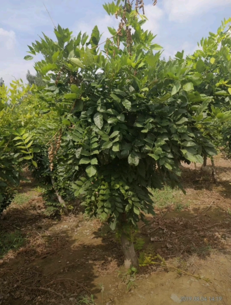 紫藤2/4/5/6/8公分规格齐全大量出售自家苗圃一手货