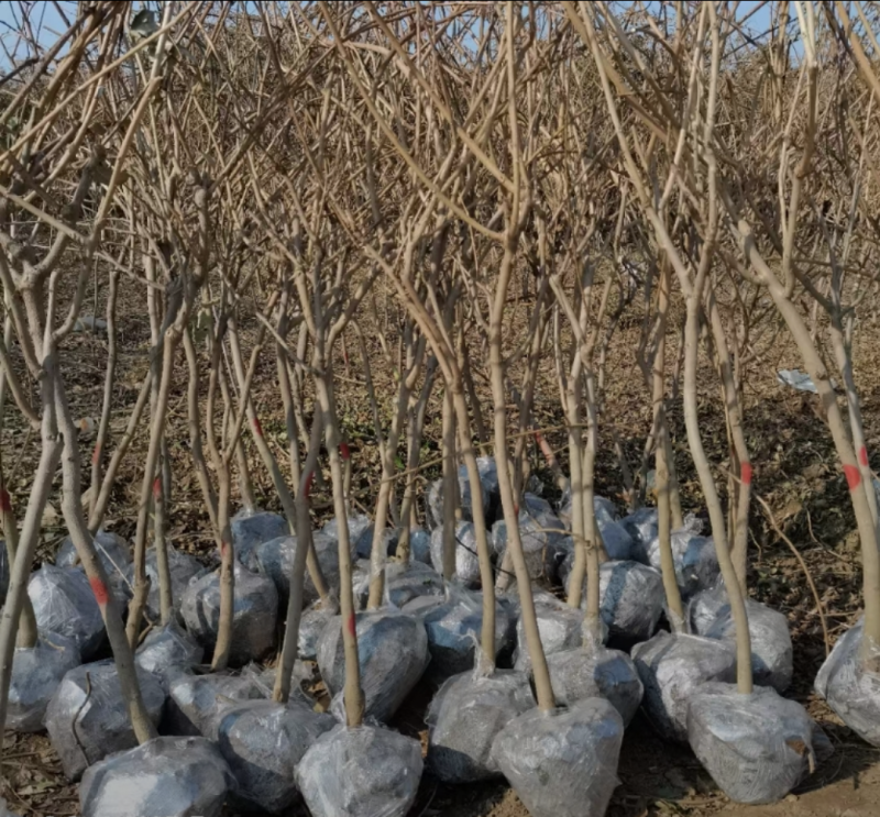 紫藤2/4/5/6/8公分规格齐全大量出售自家苗圃一手货