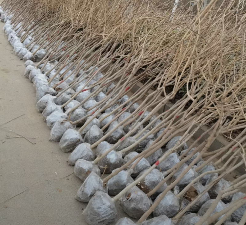 紫藤2/4/5/6/8公分规格齐全大量出售自家苗圃一手货