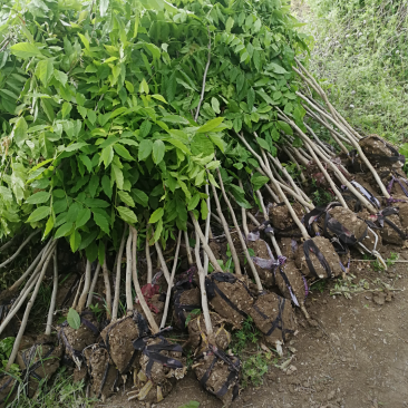 紫藤2/4/5/6/8公分规格齐全大量出售自家苗圃一手货