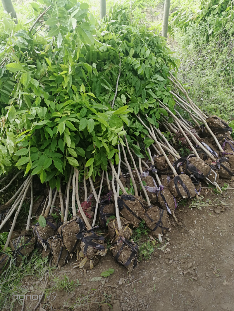 紫藤2/4/5/6/8公分规格齐全大量出售自家苗圃一手货