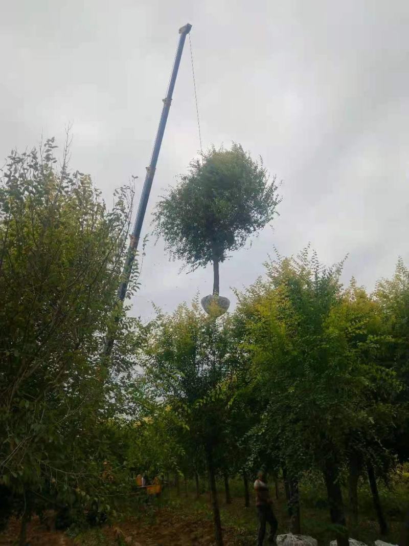 美人榆3/5/6/8/10公分规格齐全大量出售自家苗圃