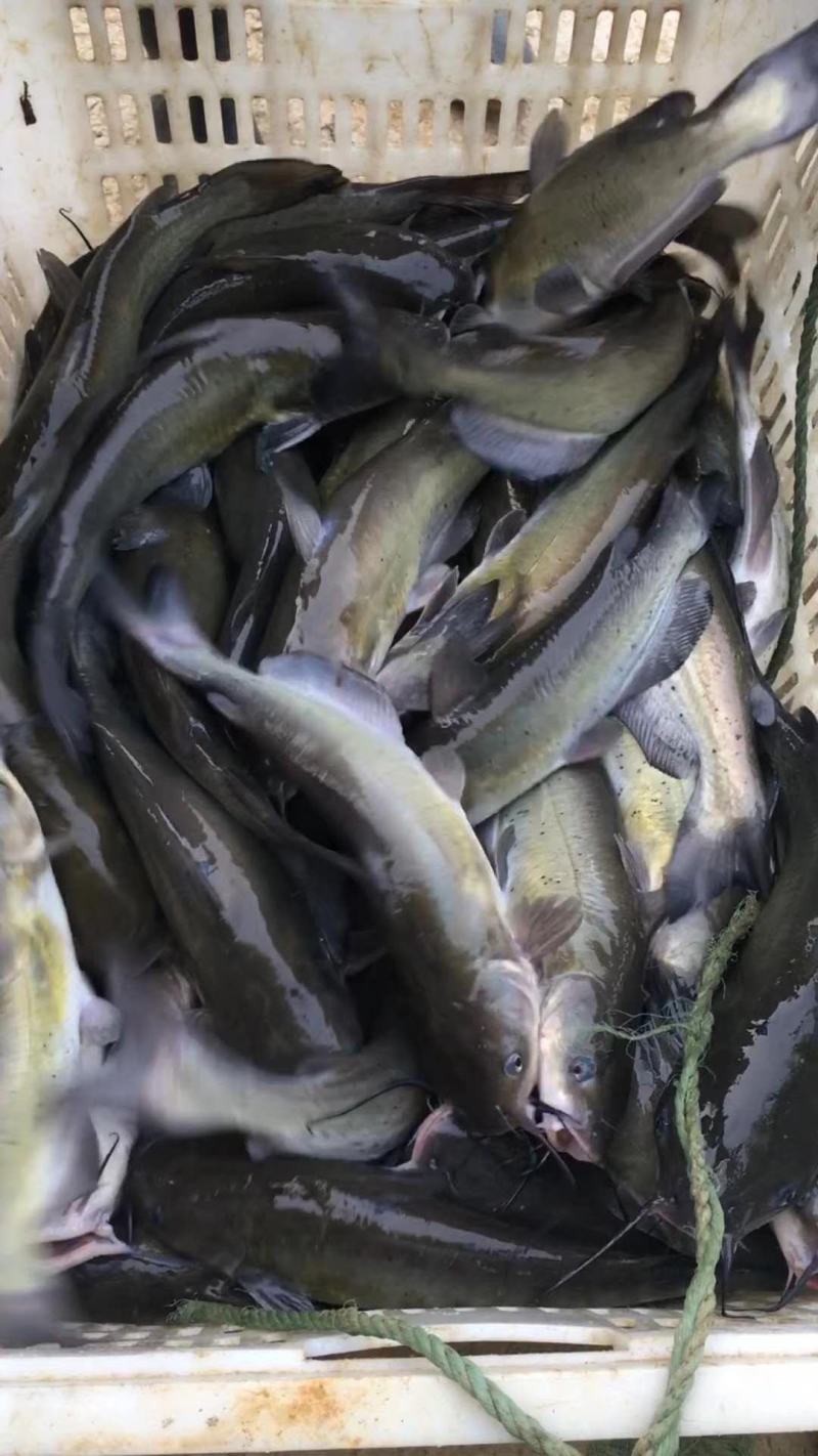 水库淡水养殖大青鱼批发
