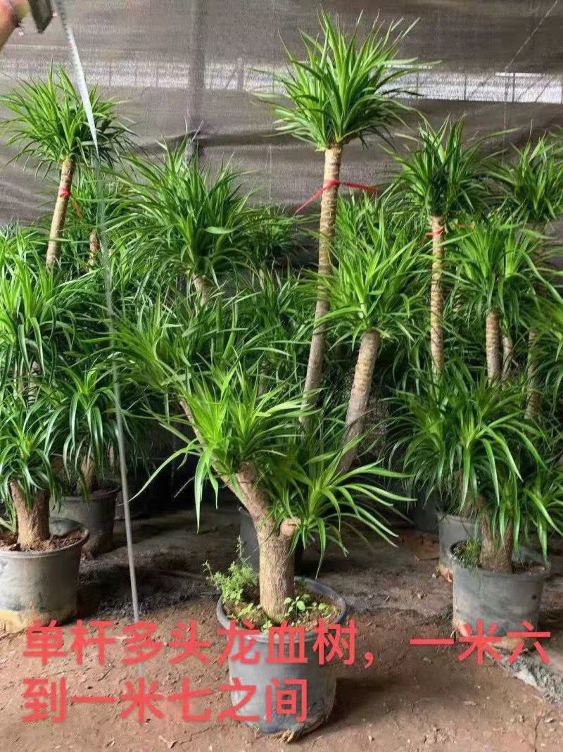 龙血树基地直销精品大型绿植