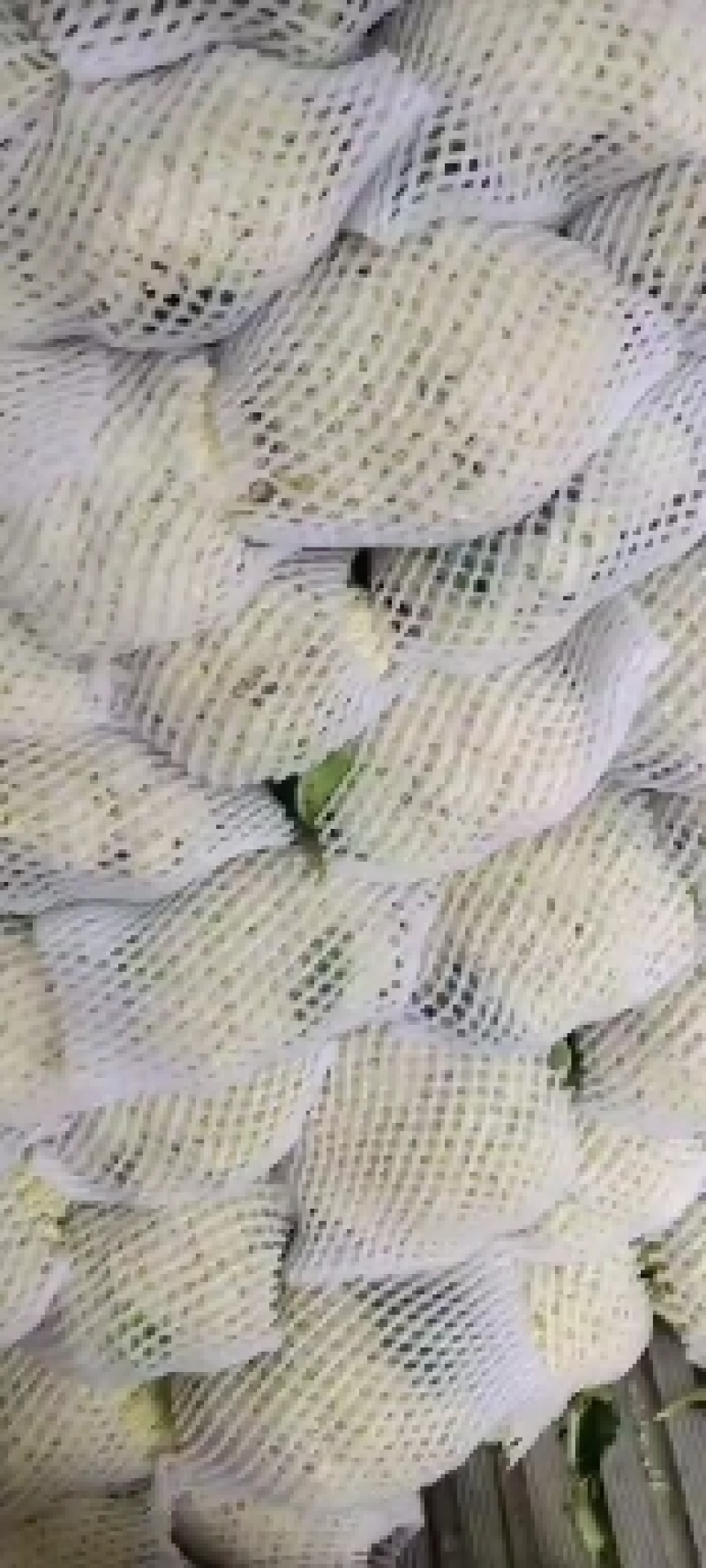 大量散花有货，产地直销批发零售价格便宜！需要的联系