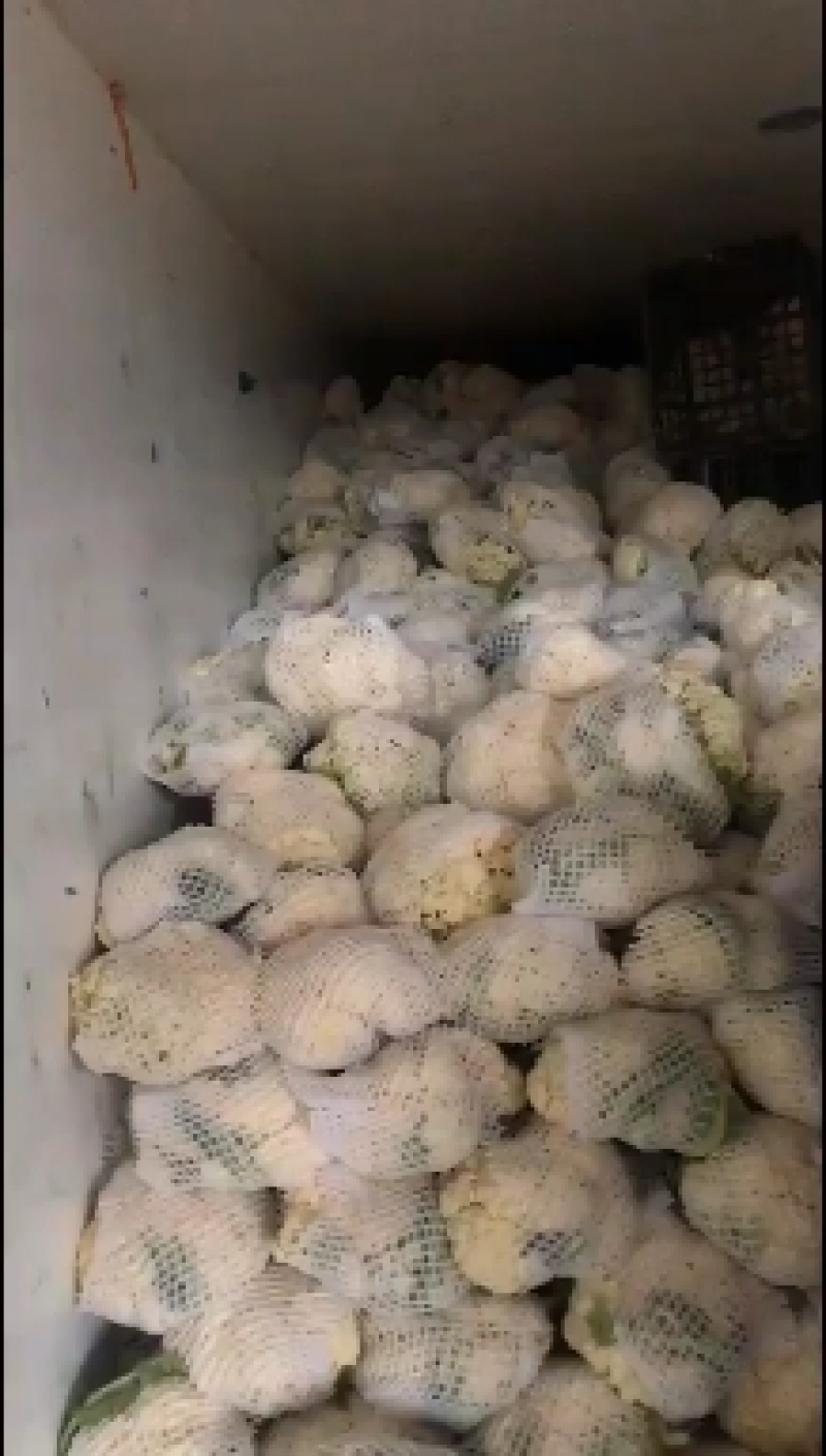 大量散花有货，产地直销批发零售价格便宜！需要的联系