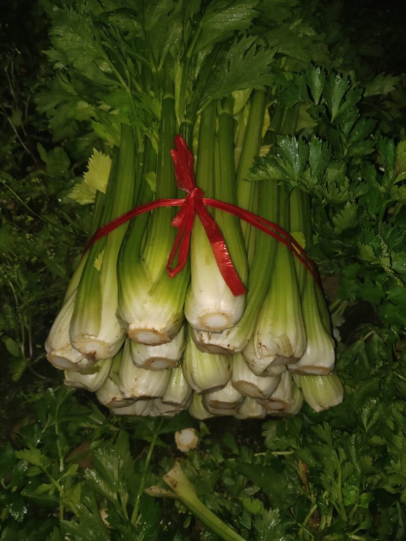 扎巴子西芹掉价，大量有货需要的联系