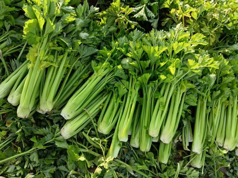 扎巴子西芹掉价，大量有货需要的联系