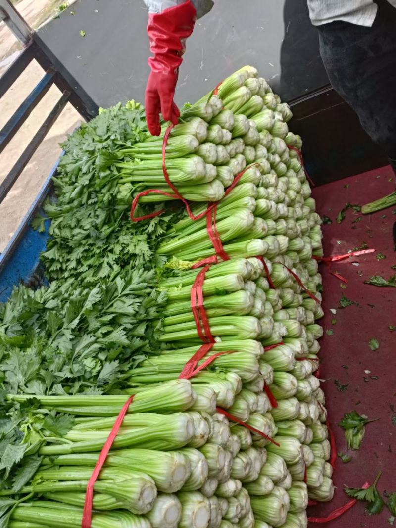 扎巴子西芹掉价，大量有货需要的联系