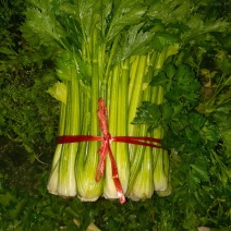 扎巴子西芹掉价，大量有货需要的联系