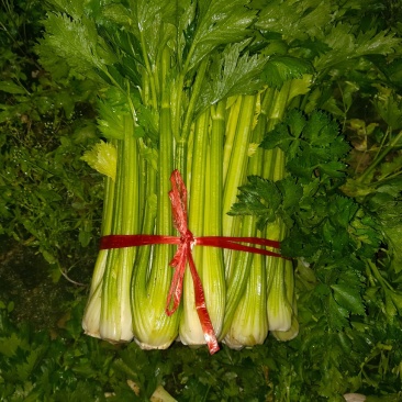 扎巴子西芹掉价，大量有货需要的联系