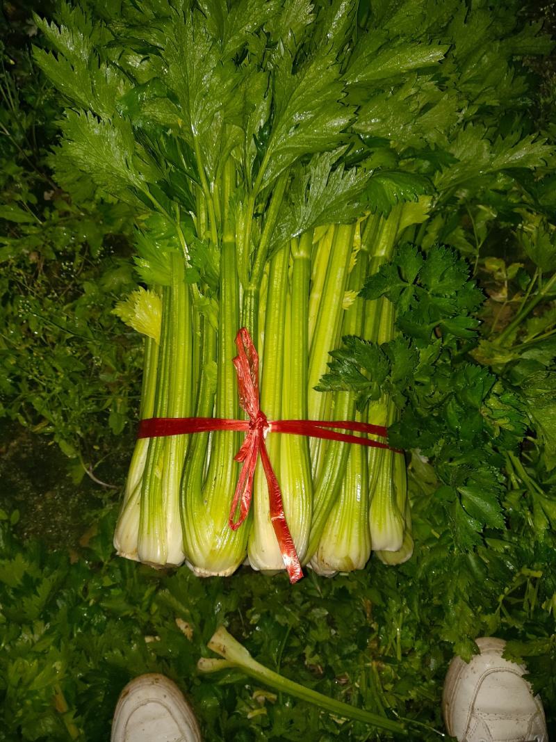 扎巴子西芹掉价，大量有货需要的联系