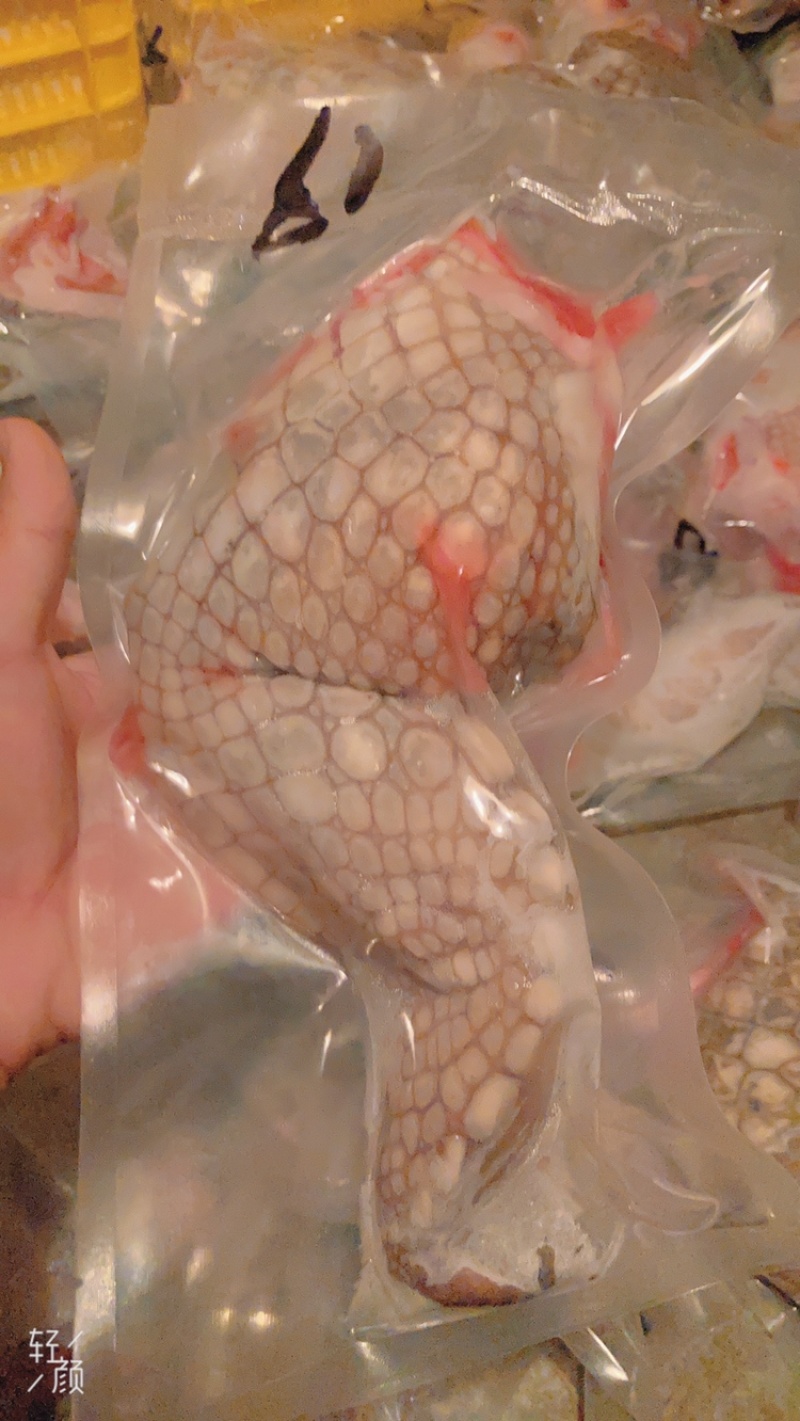 鳄鱼掌（酒店酒楼）专业批发经营资质齐全